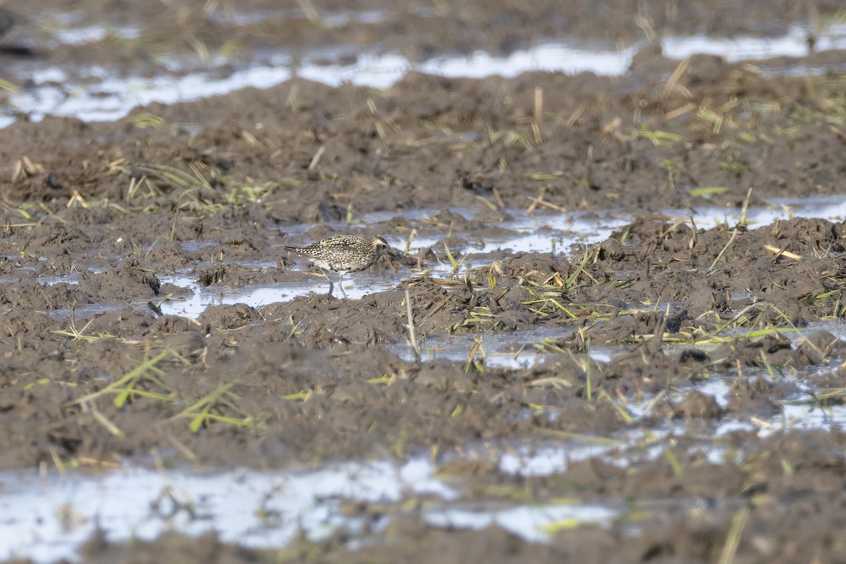 Pacific Golden-Plover - ML642709448
