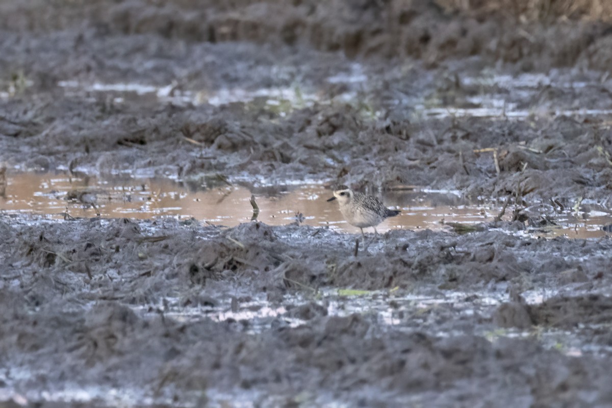 Pacific Golden-Plover - ML642709449