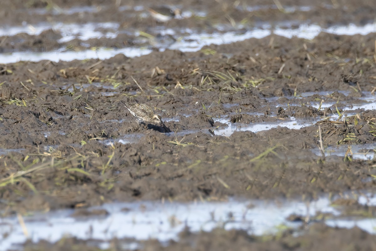 Pacific Golden-Plover - ML642709450