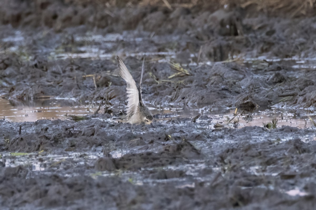 Pacific Golden-Plover - ML642709452