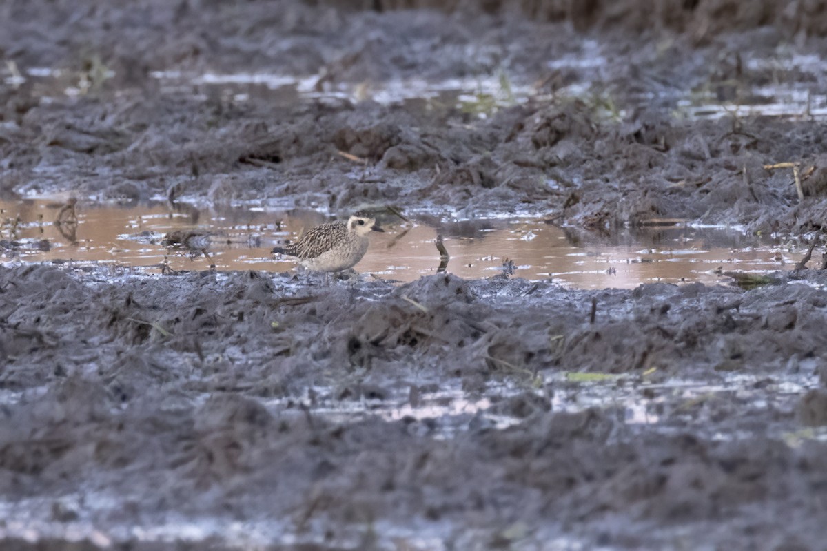 Pacific Golden-Plover - ML642709453