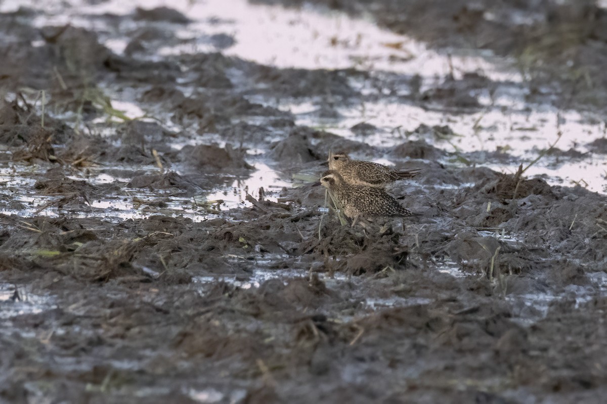 Pacific Golden-Plover - ML642709454