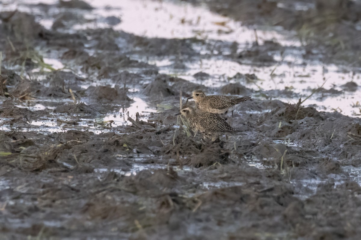 Pacific Golden-Plover - ML642709455