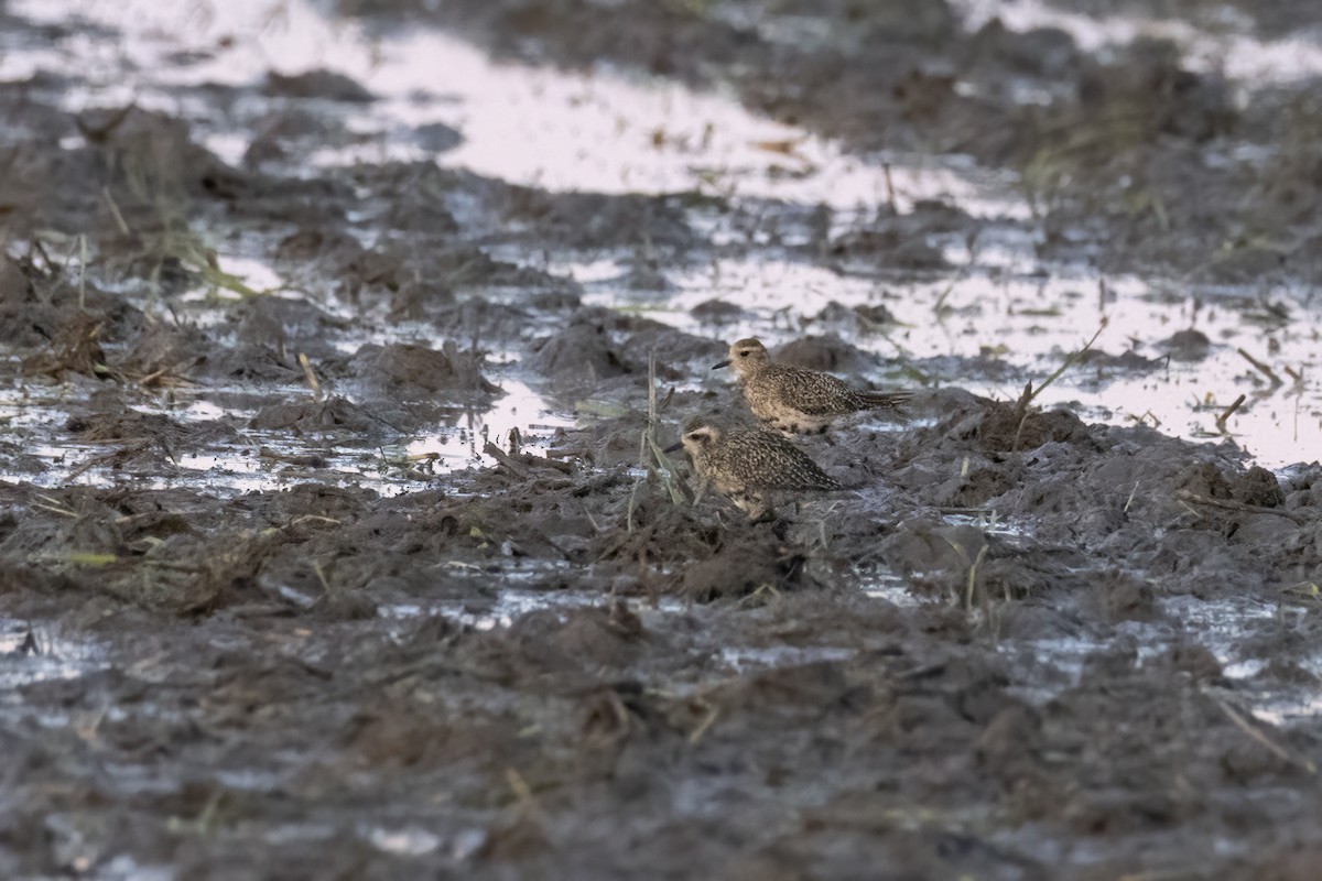 Pacific Golden-Plover - ML642709456