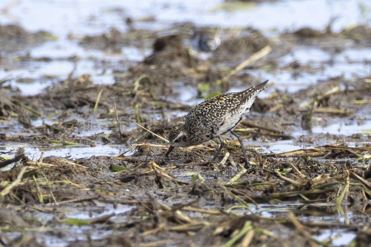 Pacific Golden-Plover - ML642709458