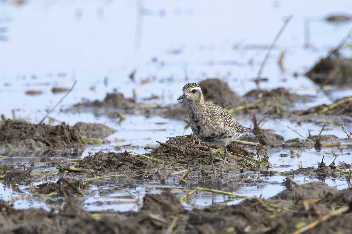 Pacific Golden-Plover - ML642709459