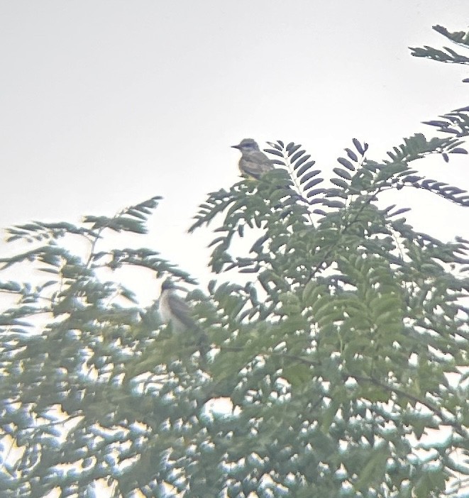 Western Kingbird - ML642709487