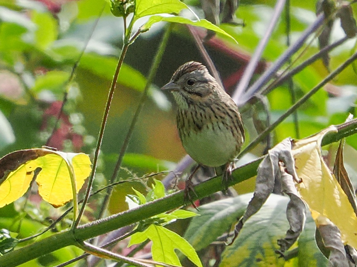 Lincoln's Sparrow - ML642709499