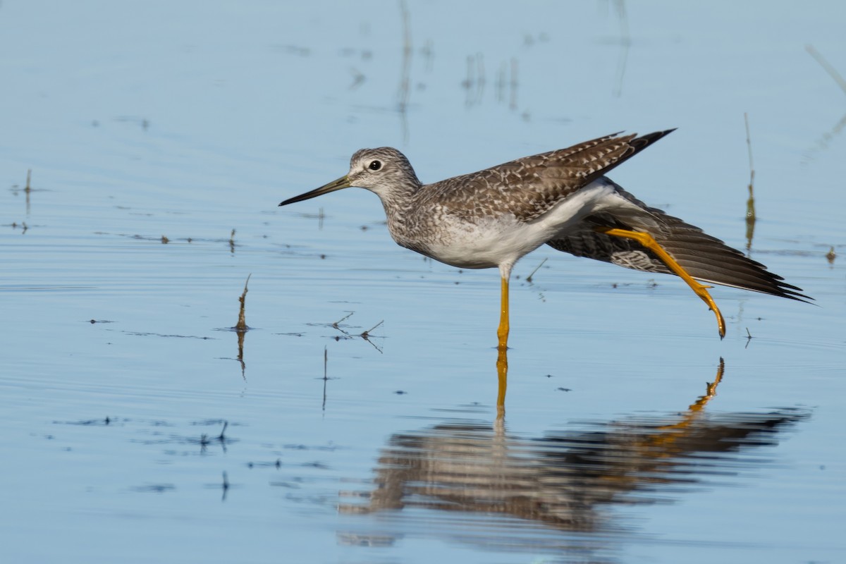 Greater Yellowlegs - ML642709505