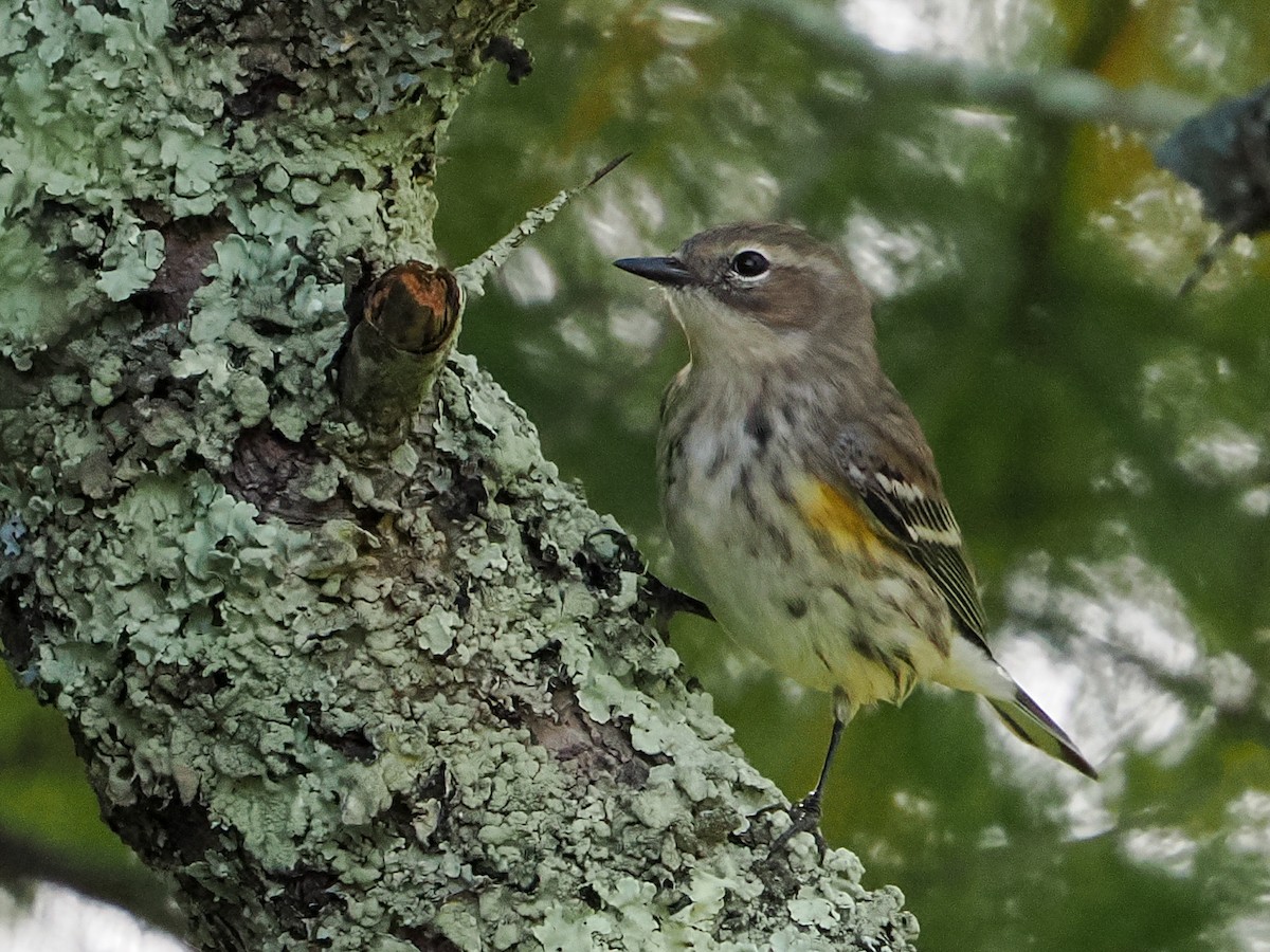 Yellow-rumped Warbler - ML642709506