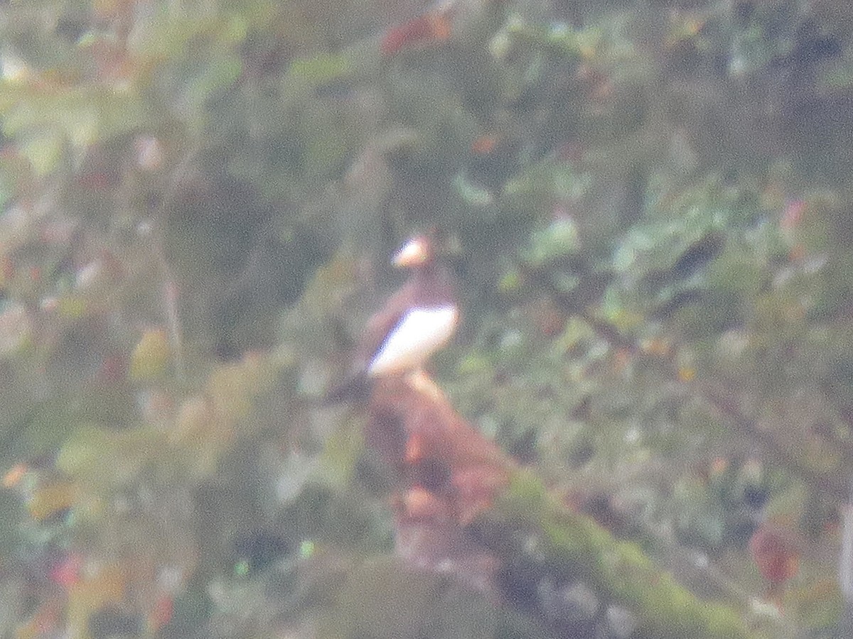 Brown Booby - ML642709507