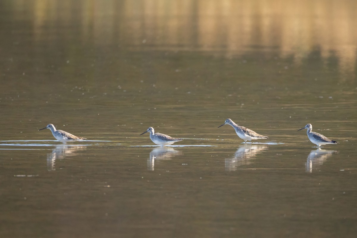 Greater Yellowlegs - ML642709516
