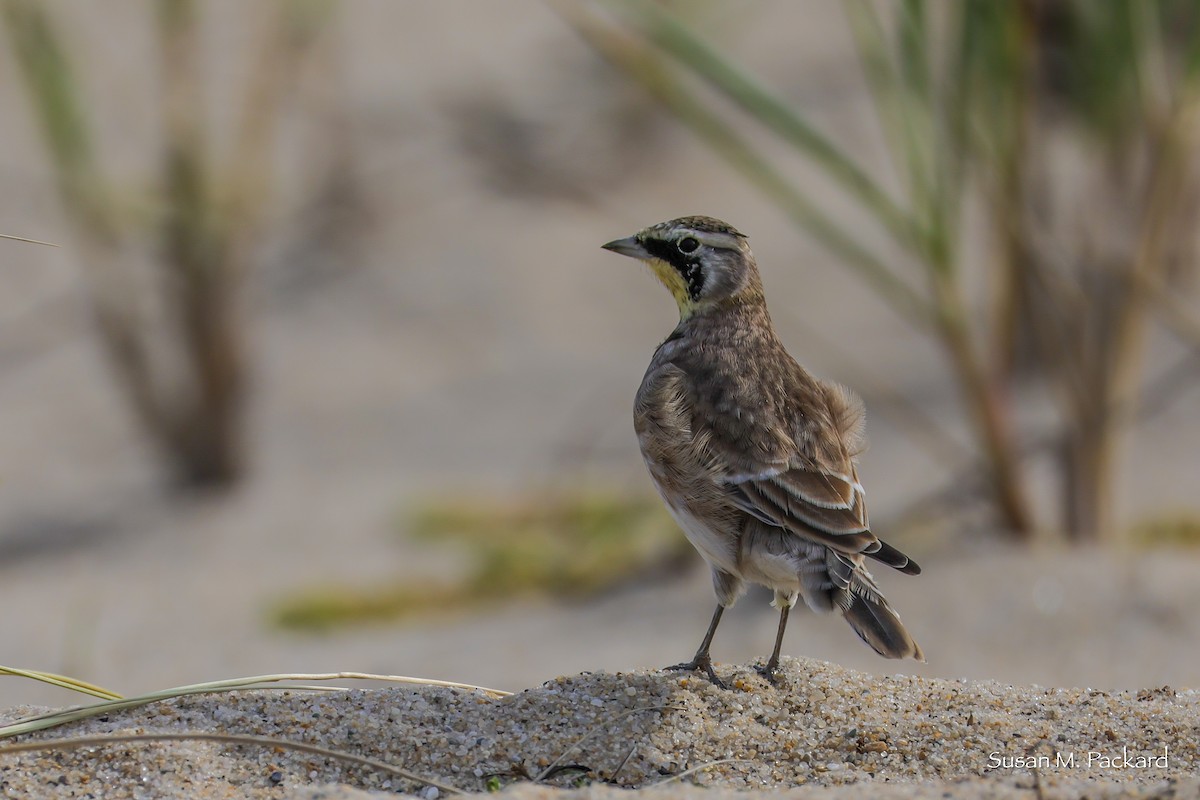 Horned Lark - Susan Packard