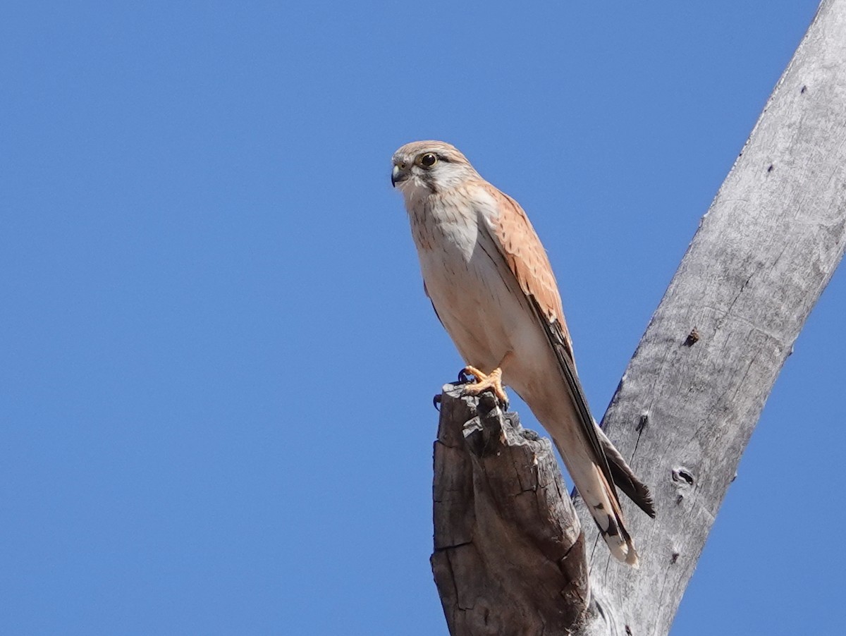 Nankeen Kestrel - ML642709541