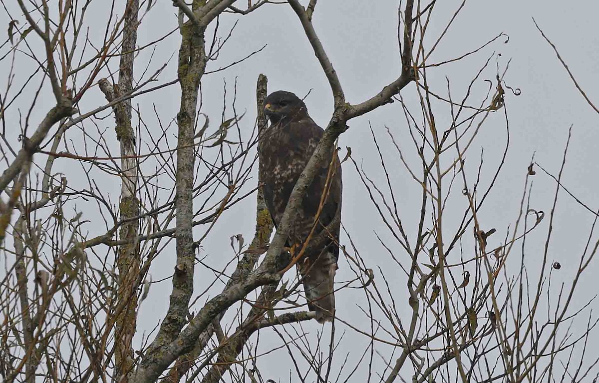 Buse variable (buteo) - ML642709547
