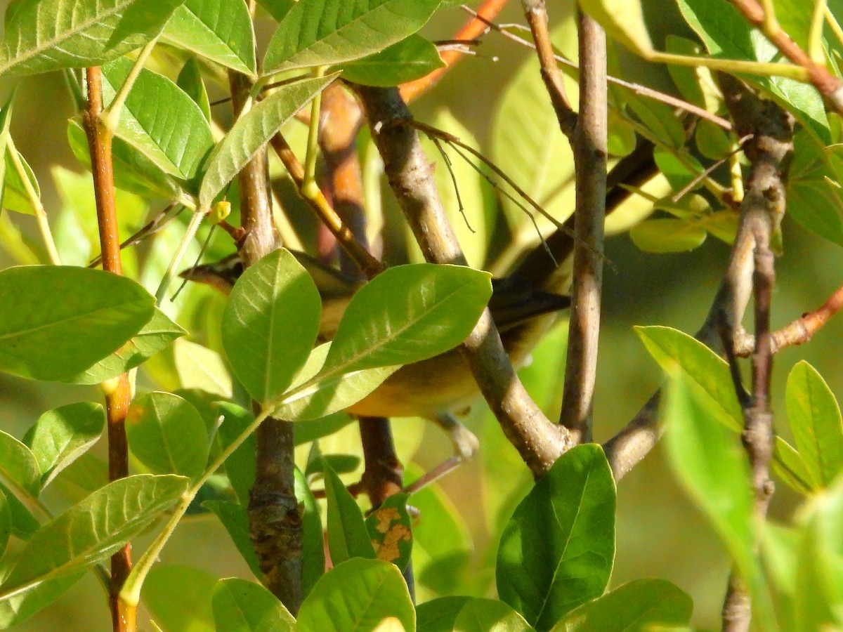Yellow-breasted Chat - ML642709567