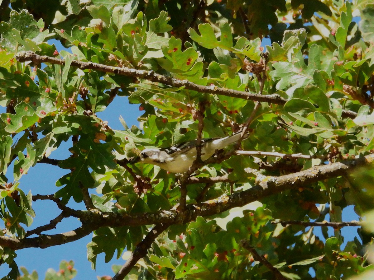 Black-throated Gray Warbler - ML642709573