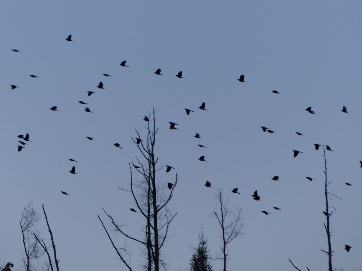 Rusty Blackbird - ML642709584