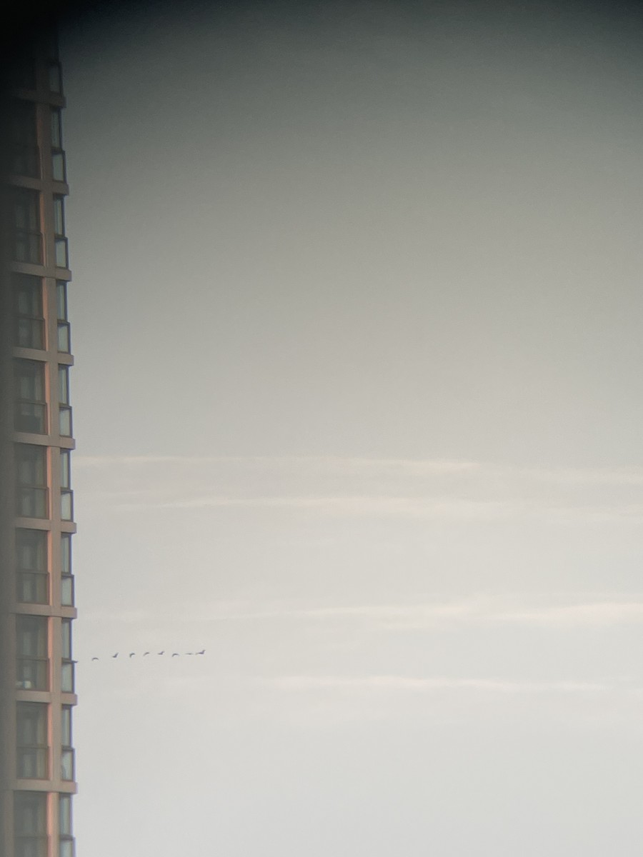 Common Crane - ML642709586