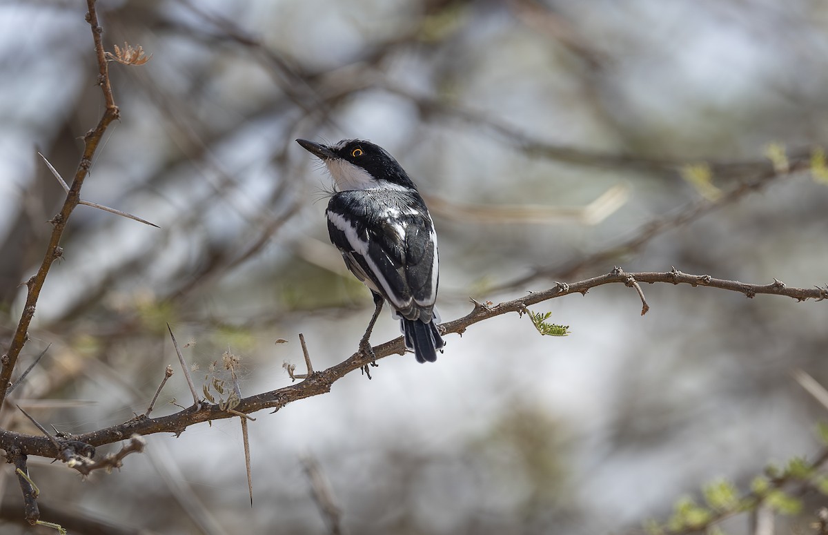 Pygmy Batis - ML642709594