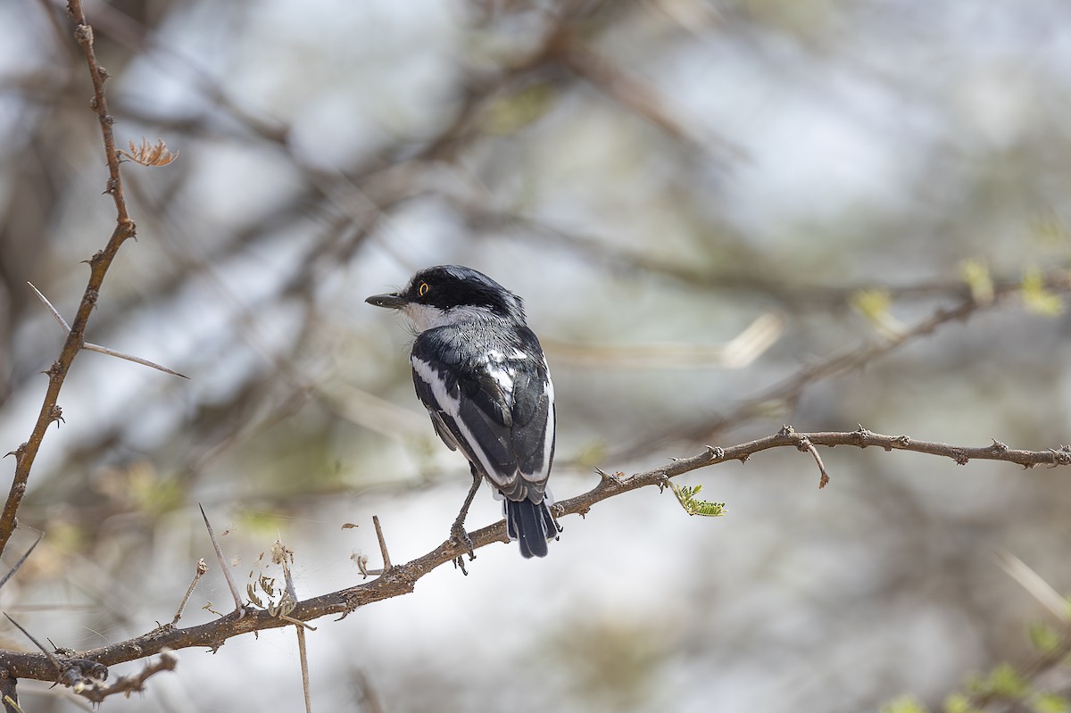 Pygmy Batis - ML642709595