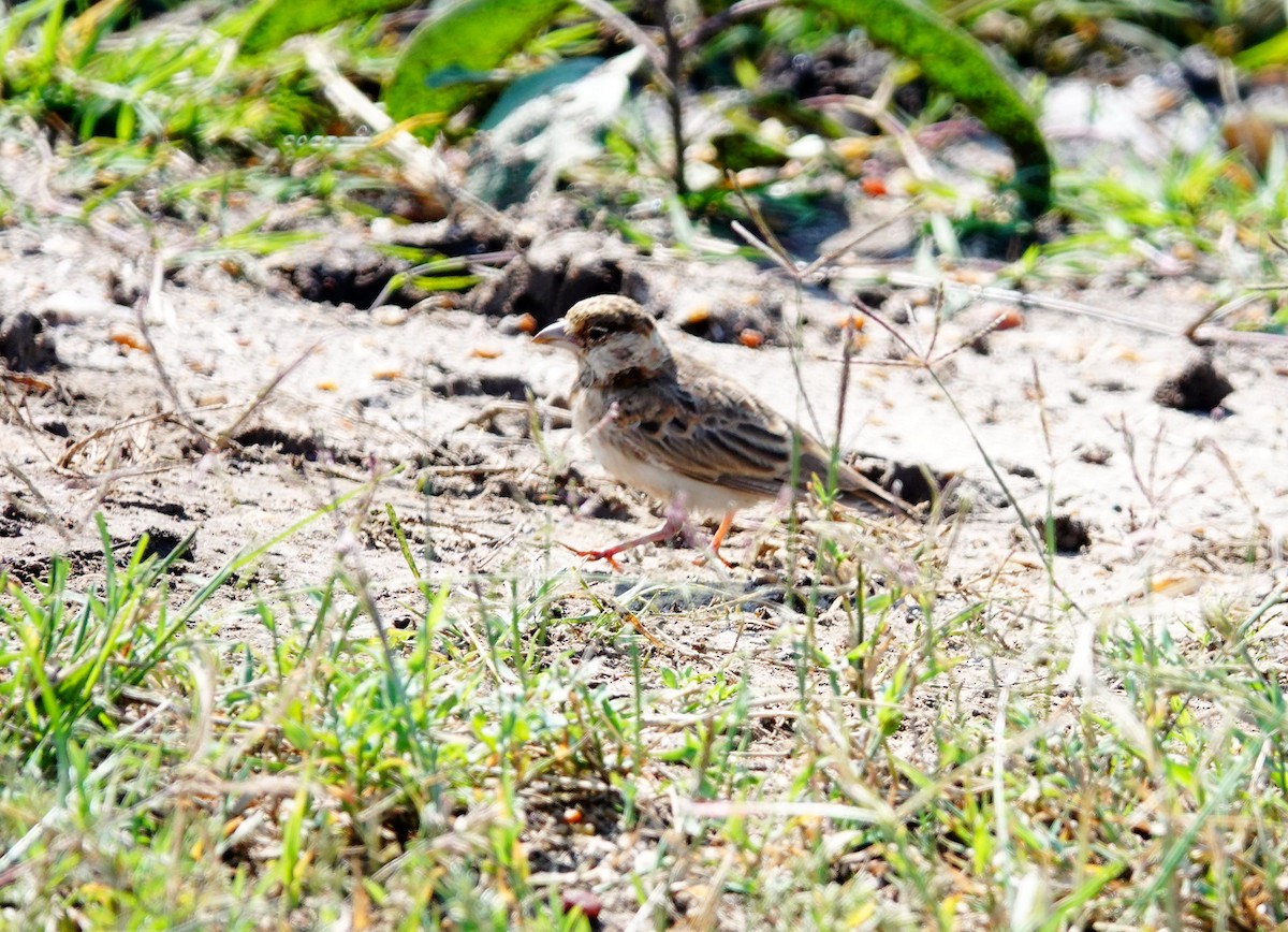 Fischer's Sparrow-Lark - ML642709605