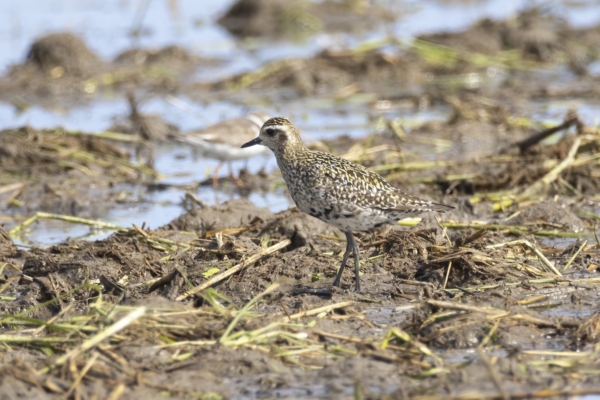 Pacific Golden-Plover - ML642709607