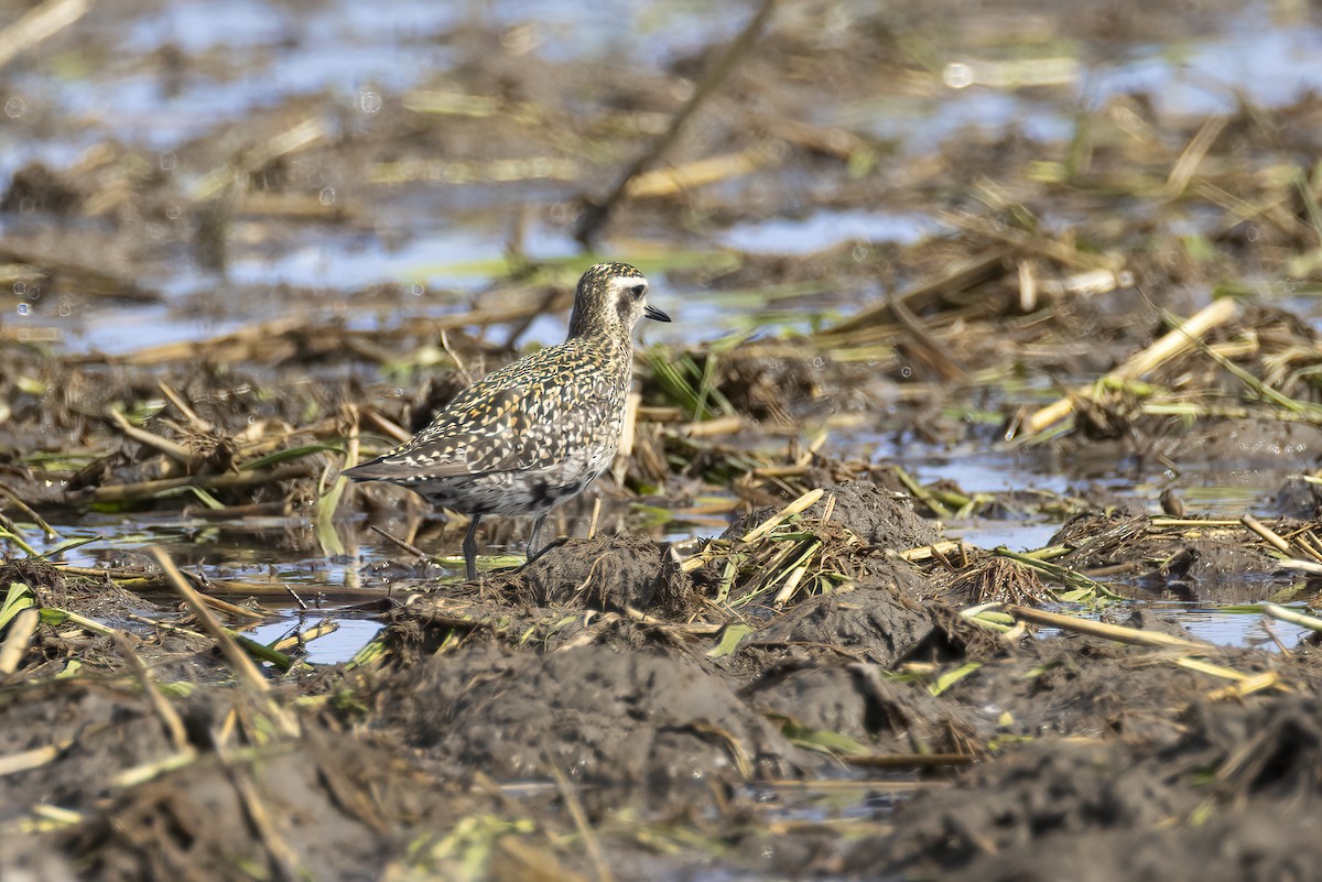 Pacific Golden-Plover - ML642709608