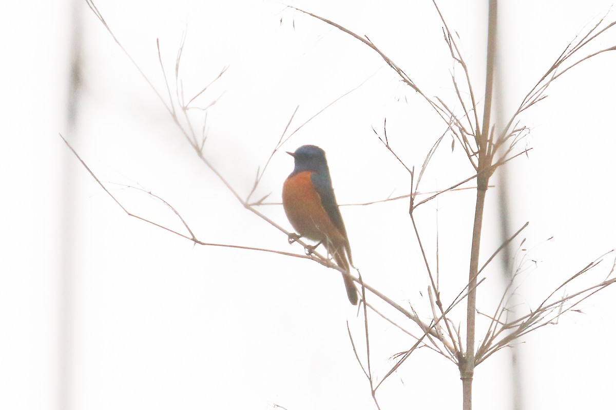 Blue-fronted Redstart - ML642709614