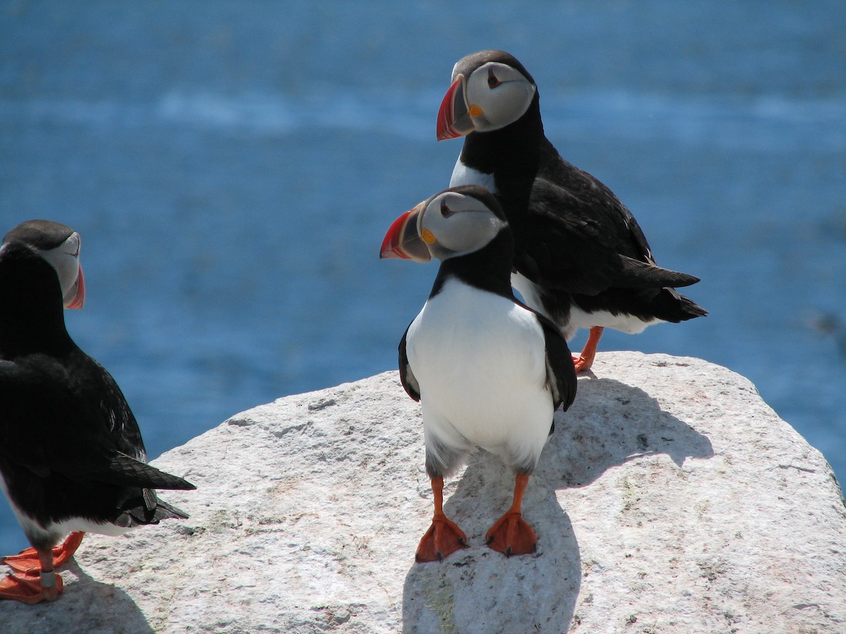 Atlantic Puffin - ML642709624
