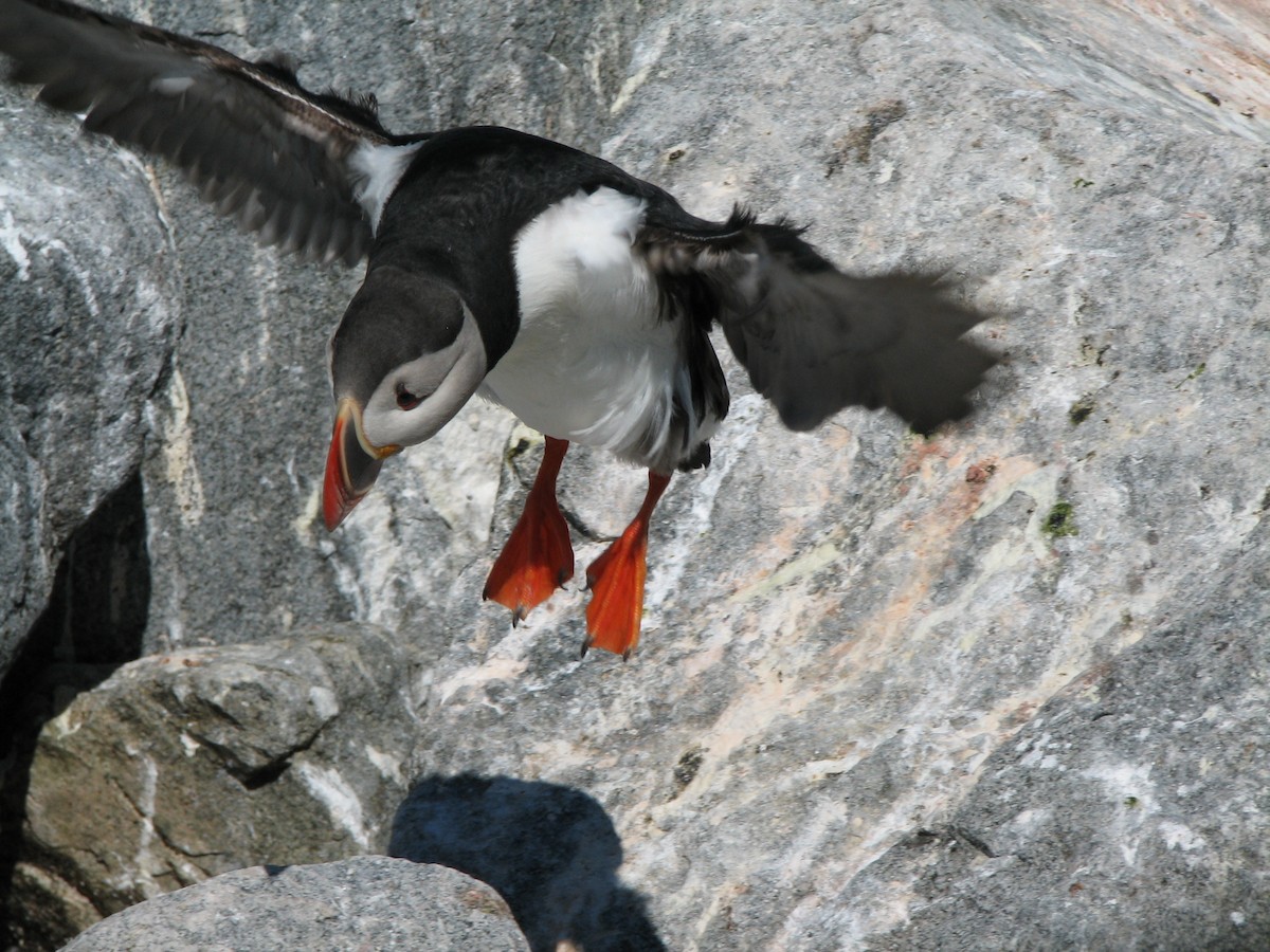 Atlantic Puffin - ML642709636