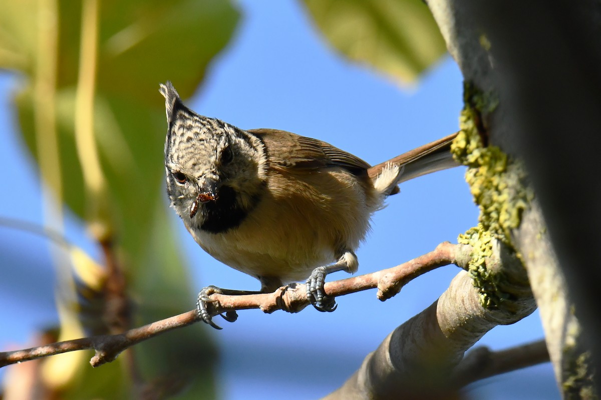 Crested Tit - ML642709637