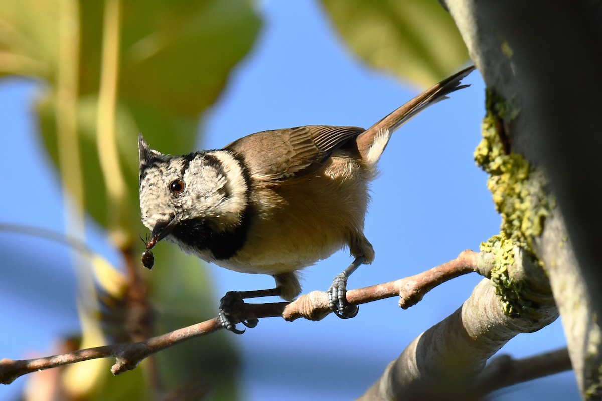 Crested Tit - ML642709638