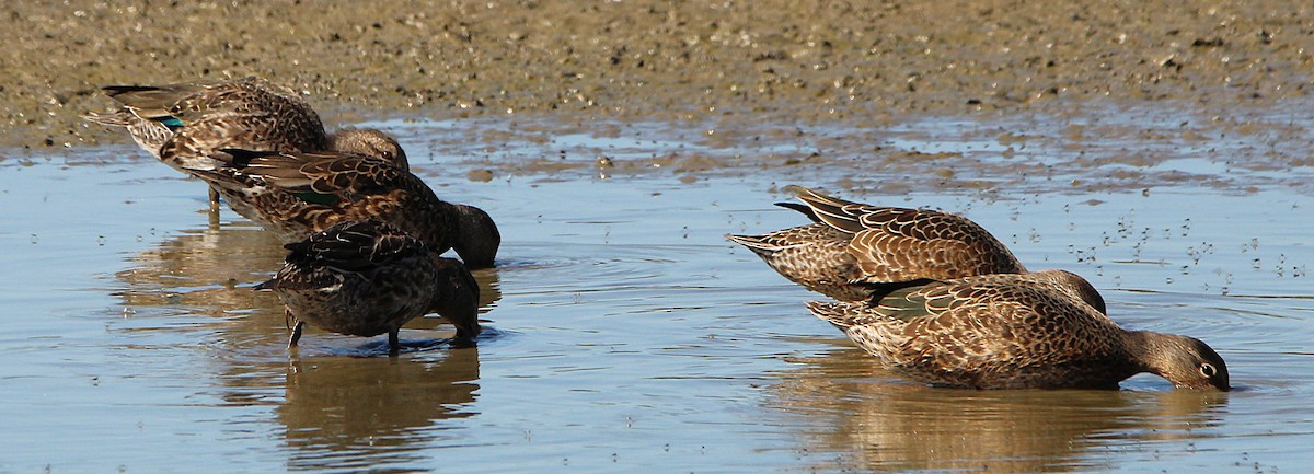 Green-winged Teal - ML642709640