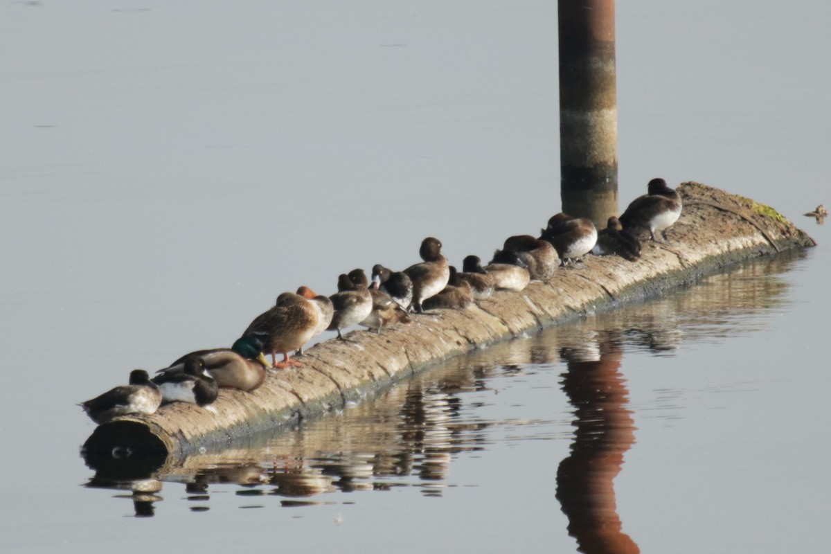 Tufted Duck - ML642709641