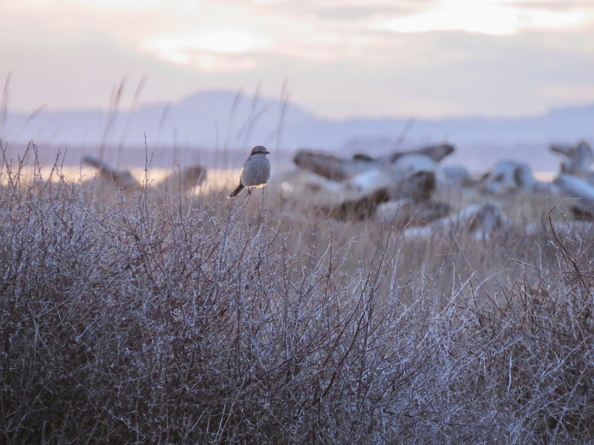 Northern Shrike - ML642709642