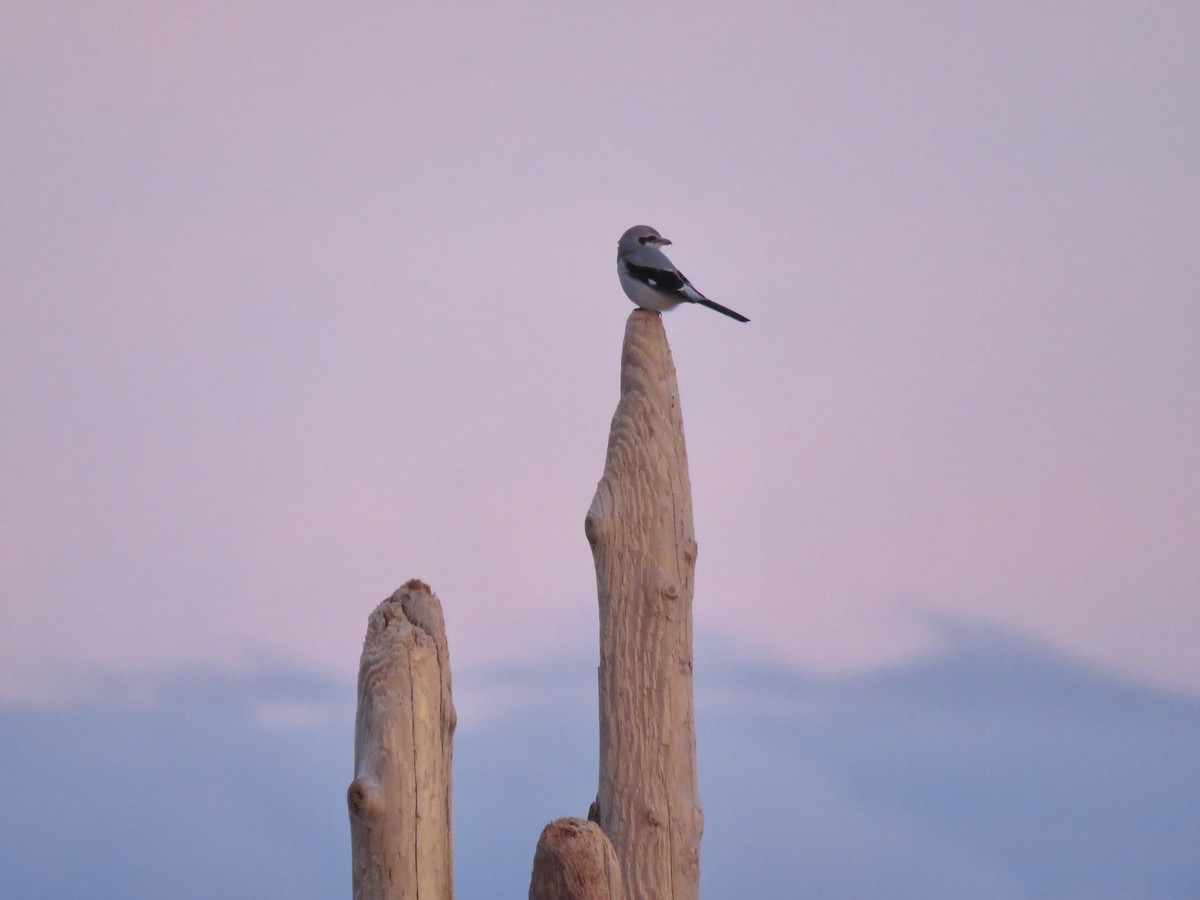 Northern Shrike - ML642709643