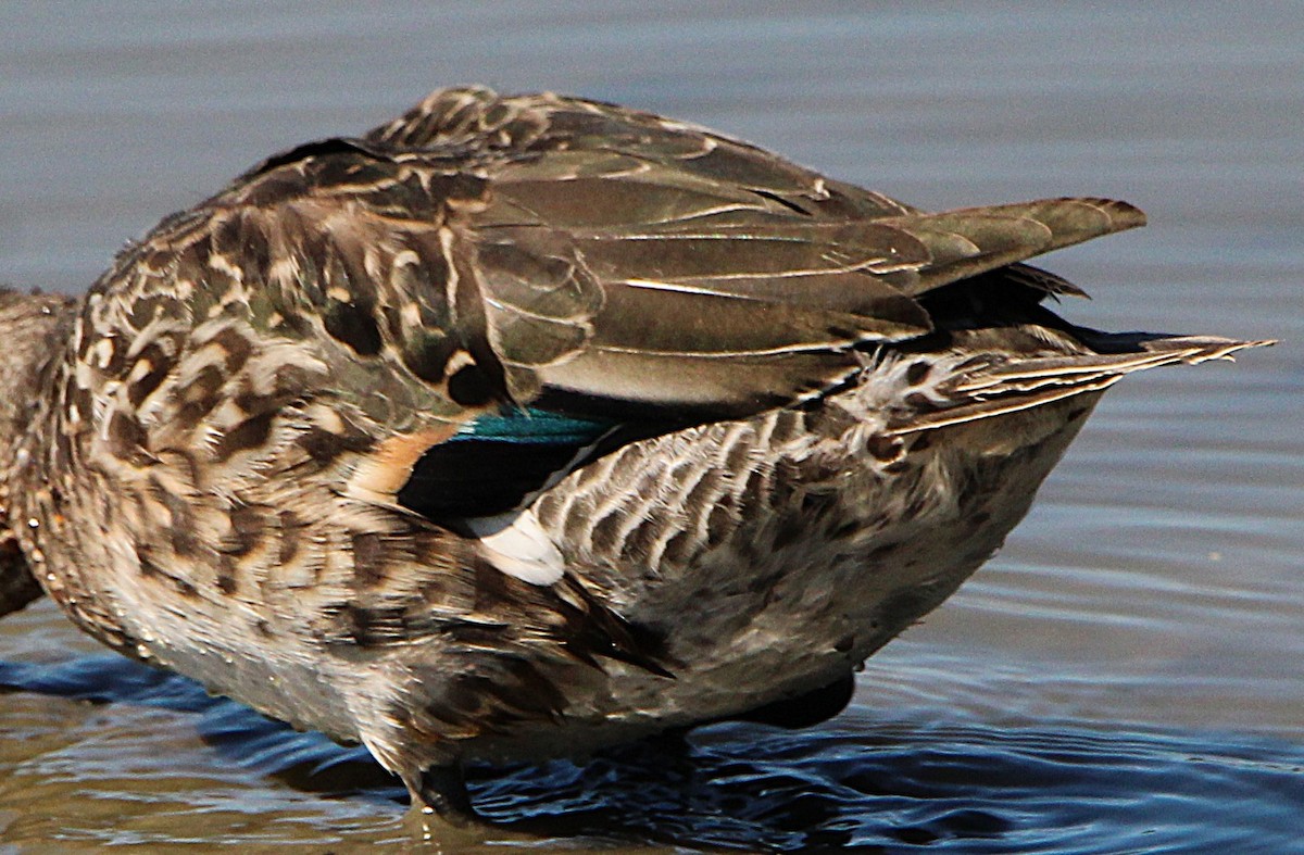 Green-winged Teal - ML642709648