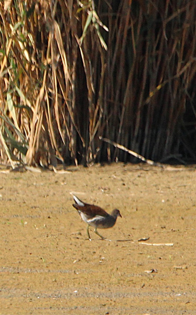 Common Gallinule - ML642709663