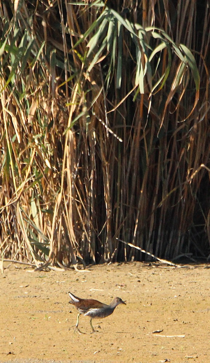 Common Gallinule - ML642709665