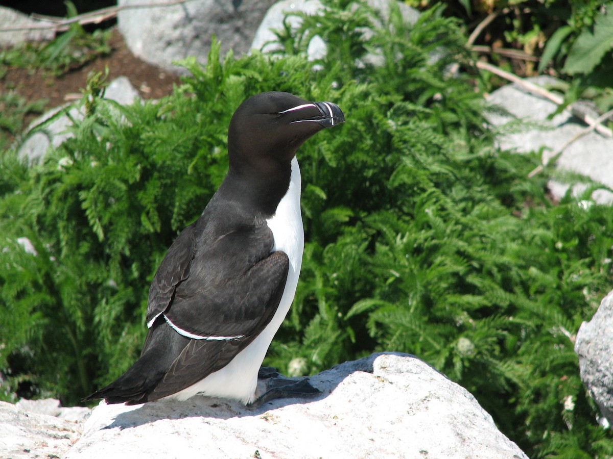 Razorbill - ML642709666