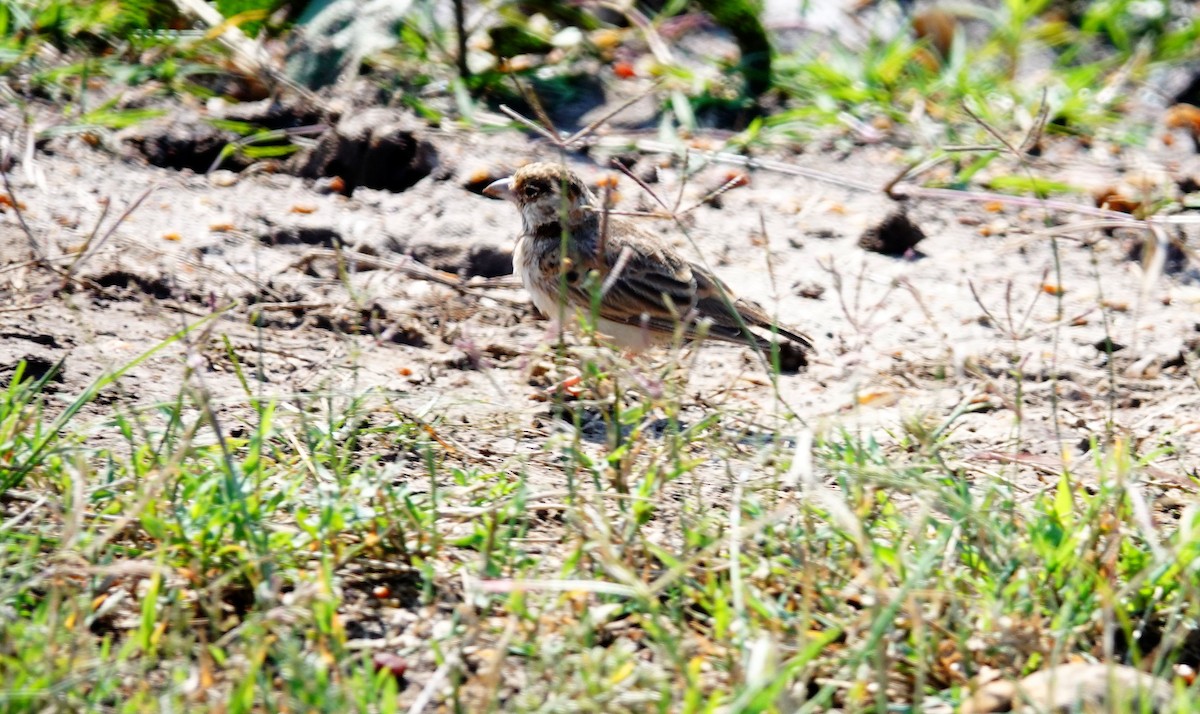 Fischer's Sparrow-Lark - ML642709667