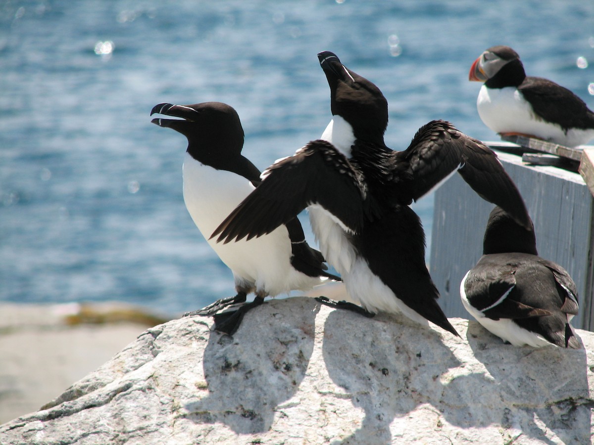 Razorbill - ML642709694