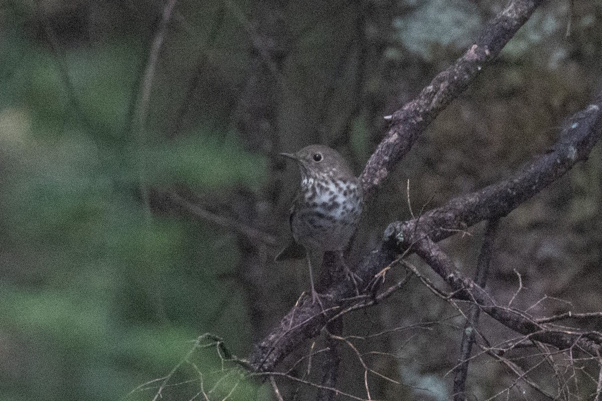 Hermit Thrush - ML642709695