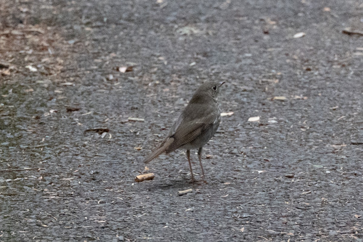 Hermit Thrush - ML642709696