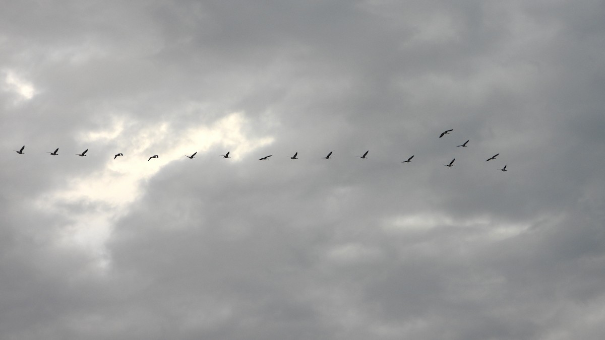 Canada Goose - ML642709697