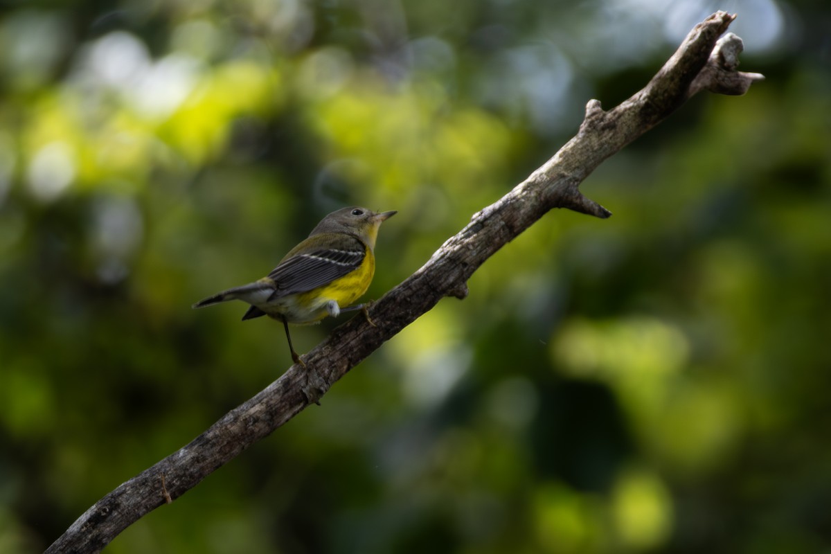 Magnolia Warbler - ML642709706