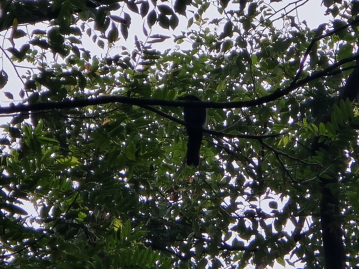 Bronzed Drongo - Parag Tank