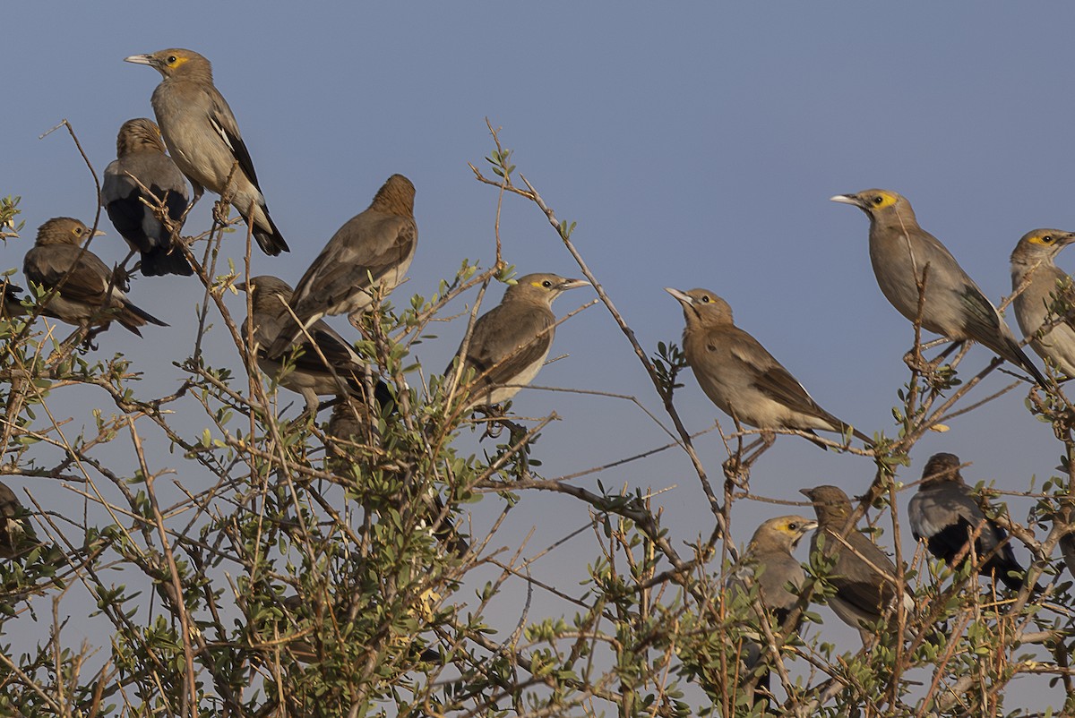 Wattled Starling - ML642709751