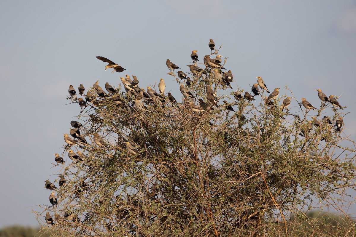 Wattled Starling - ML642709752
